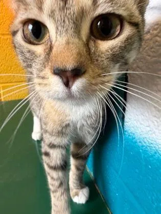 A baby small-sized female Torbie Domestic Short Hair cat named Cicely for adoption in Williamsport, PA