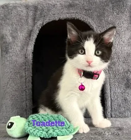 A baby medium-sized female White Domestic Short Hair cat named Toadette for adoption in Charlotte, NC