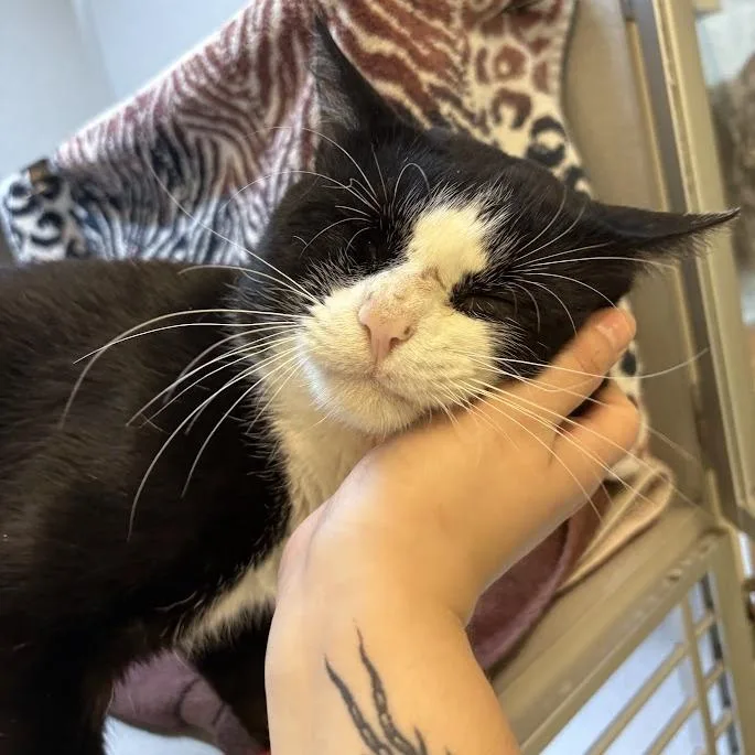 An adult medium-sized male Black Domestic Medium Hair cat named Seth Plate for adoption in Pittsburgh, PA