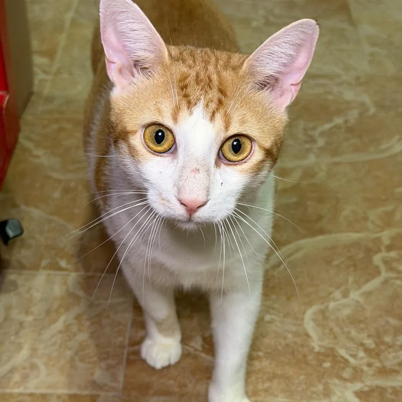 An adult large-sized male Orange / Red Domestic Short Hair cat named Hamburger for adoption in Middle Village, NY