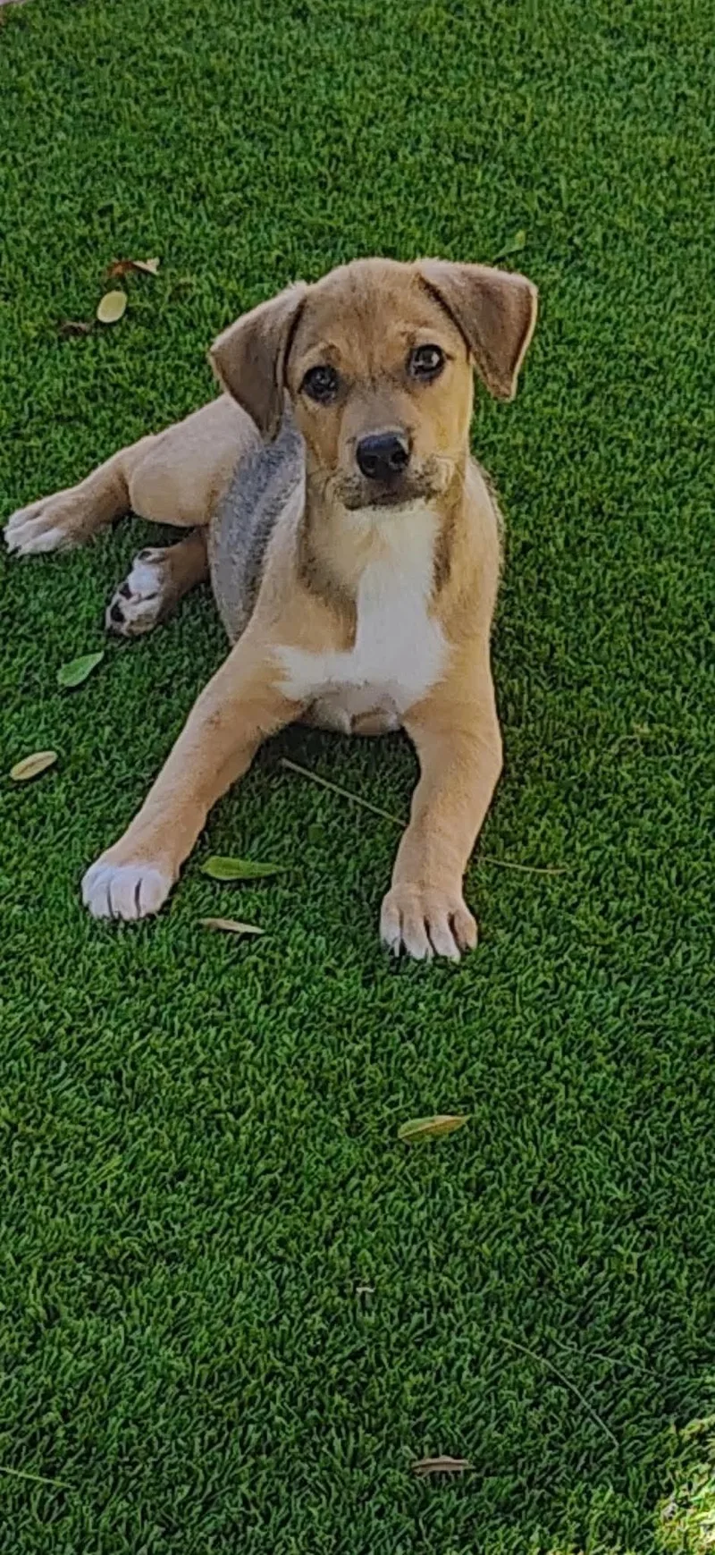 A baby medium-sized female Labrador Retriever dog named Val for adoption in Escondido, CA