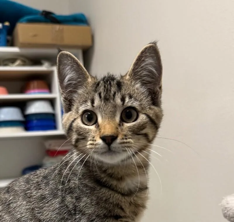 A young small-sized female Domestic Short Hair cat named Matilda for adoption in Yankton, SD