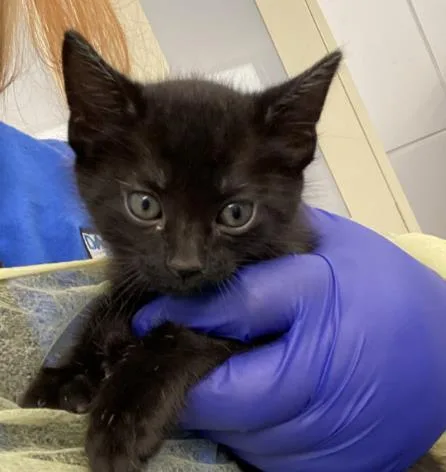 A baby medium-sized male Domestic Short Hair cat named Sumberio for adoption in Dallas, TX