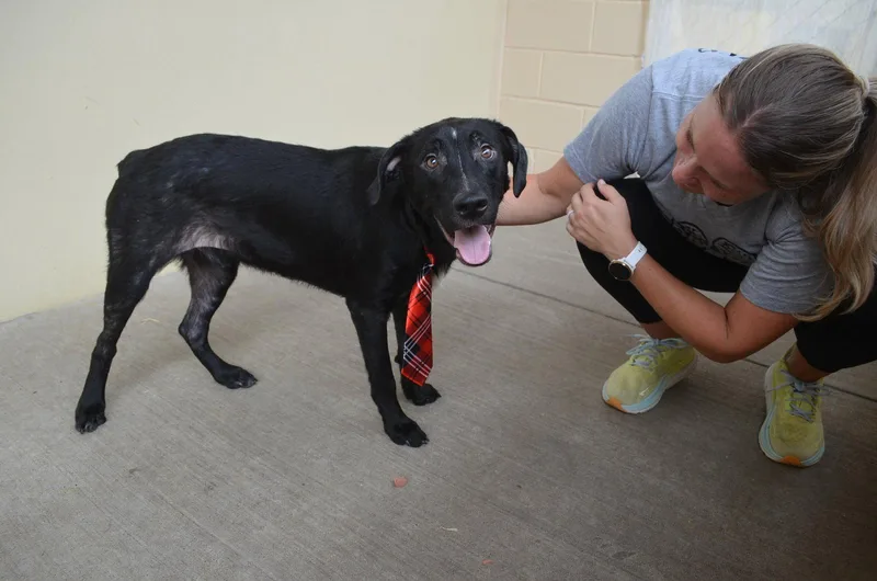 A young medium-sized male Mixed Breed dog named Paul for adoption in McKinney, TX