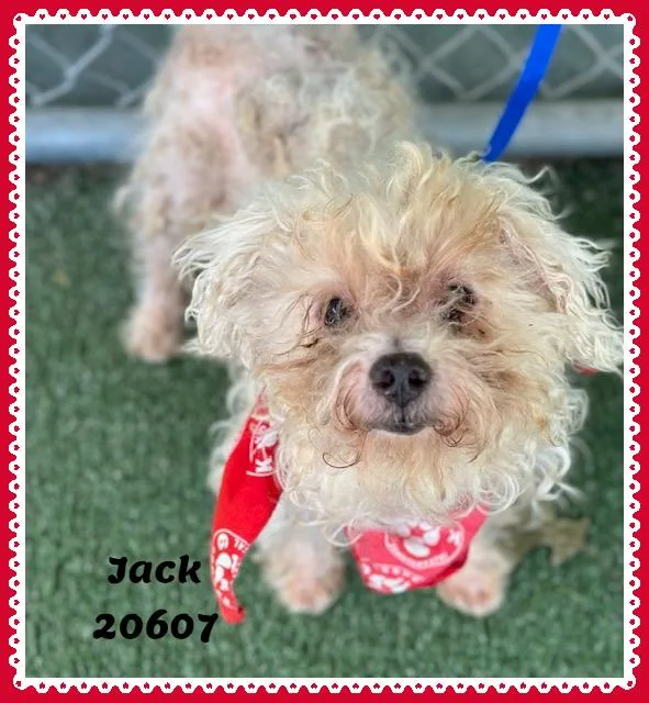 JACK see also MANNY thumbnail 5