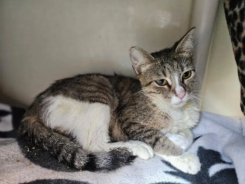 An adult medium-sized female White Domestic Short Hair cat named Shawna Chicken for adoption in Fort Collins, CO