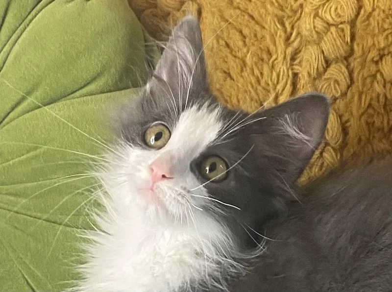 A baby small-sized male Gray / Blue / Silver Domestic Medium Hair cat named Denver for adoption in Cookeville, TN