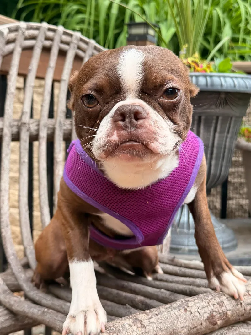 An adult small-sized female Bicolor Boston Terrier dog named Allie for adoption in North Freedom, WI