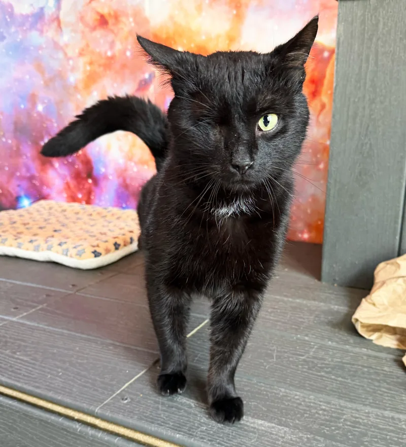 An adult medium-sized male Black Domestic Short Hair cat named Dodger for adoption in Asheville, NC