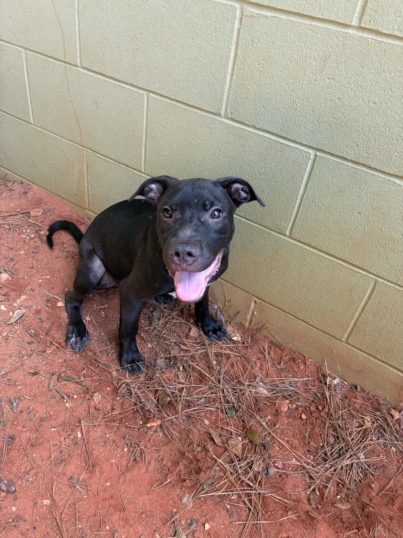 A young medium-sized male Black Mixed Breed dog named Wilson for adoption in Summerdale, AL