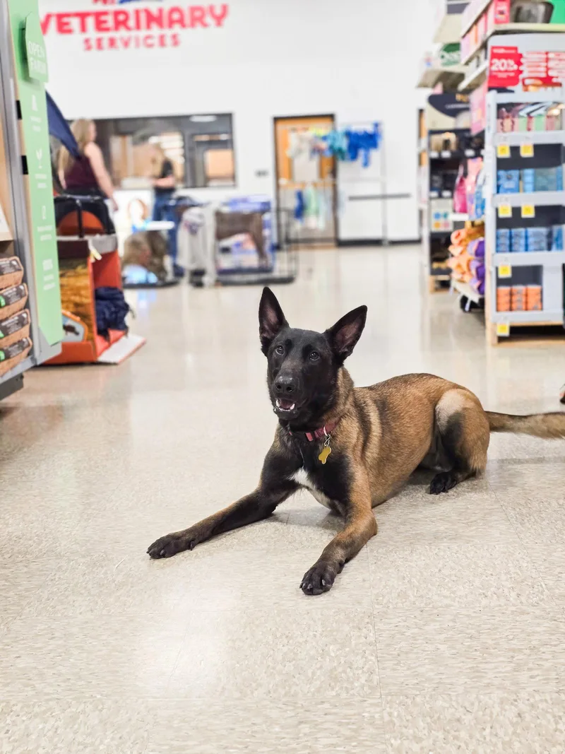 An adult medium-sized female Belgian Shepherd / Malinois dog named Wind for adoption in Salt Lake City, UT