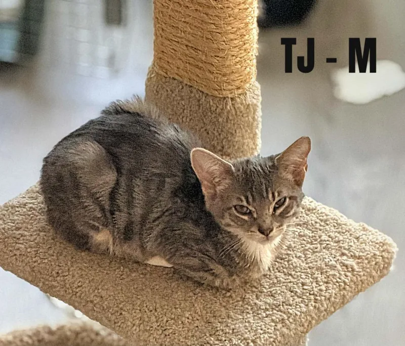 A baby small-sized male Domestic Short Hair cat named Tj for adoption in Darien, GA