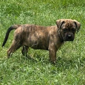 A baby medium-sized female Mixed Breed dog named Nimbus for adoption in Austin, TX