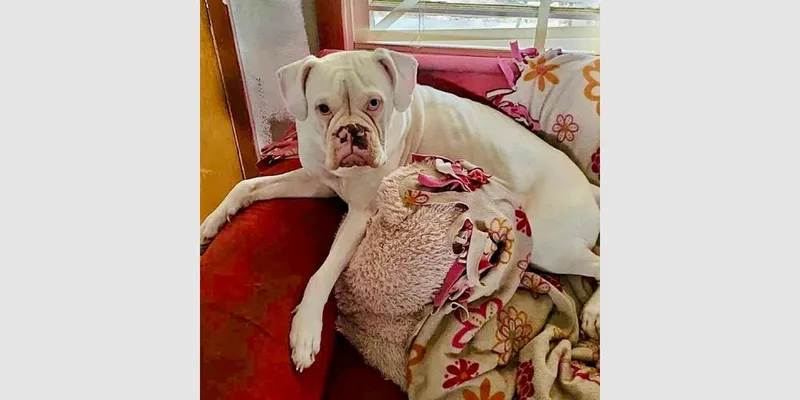An adult medium-sized female White / Cream Boxer dog named Snow Ii for adoption in Hewitt, TX