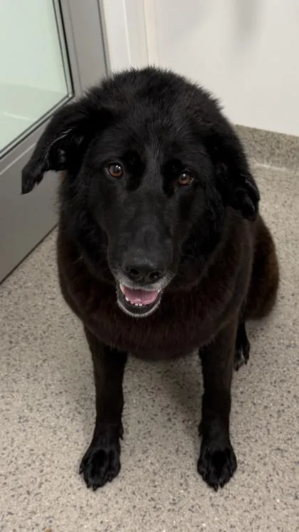 An adult medium-sized female Labrador Retriever dog named Luna Selene for adoption in Fishers, IN