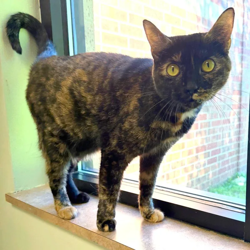 An adult medium-sized female Tortoiseshell Domestic Short Hair cat named Tiny for adoption in Kansas City, KS