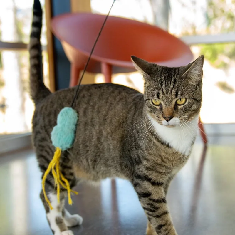 An adult extra large-sized male Domestic Short Hair cat named Mason Boy for adoption in Cumming, GA