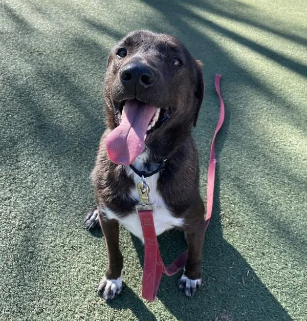 An adult medium-sized male Labrador Retriever dog named Toby for adoption in Oceanside, CA