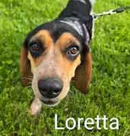 A young small-sized female Tricolor (Brown, Black, & White) Beagle dog named Loretta for adoption in Atco, NJ
