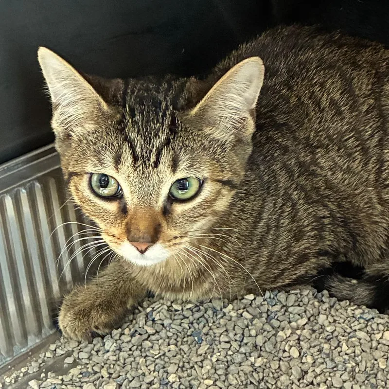 A baby small-sized female Brown / Chocolate Domestic Short Hair cat named Faun for adoption in Dearborn, MI