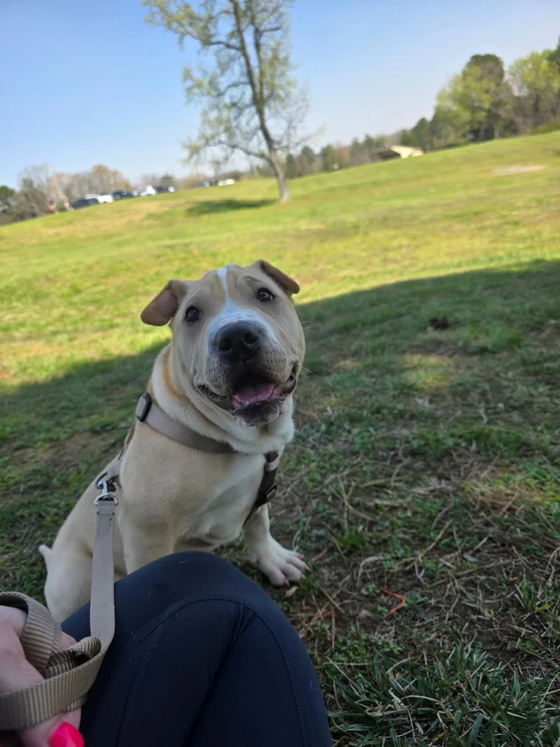 A baby medium-sized male Shar-Pei dog named Barker for adoption in Winder, GA