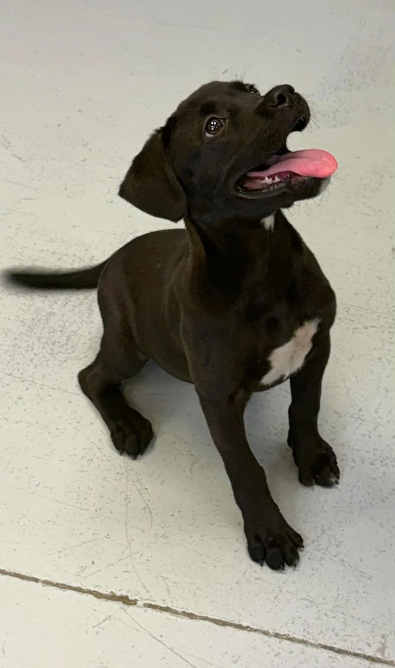 A baby medium-sized female Labrador Retriever dog named April for adoption in Carmel, NY