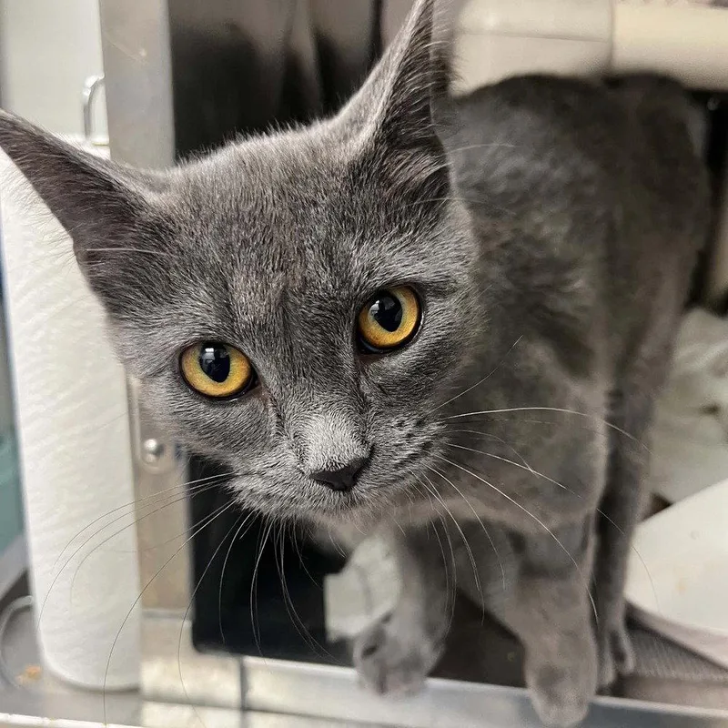 A baby medium-sized male Gray / Blue / Silver Domestic Short Hair cat named Phobos for adoption in Candler, NC
