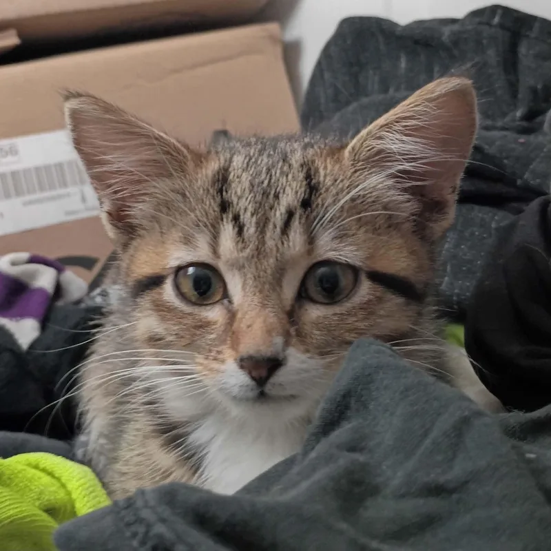 A baby small-sized female Tabby (Brown / Chocolate) Domestic Short Hair cat named Furgie for adoption in Antioch, CA