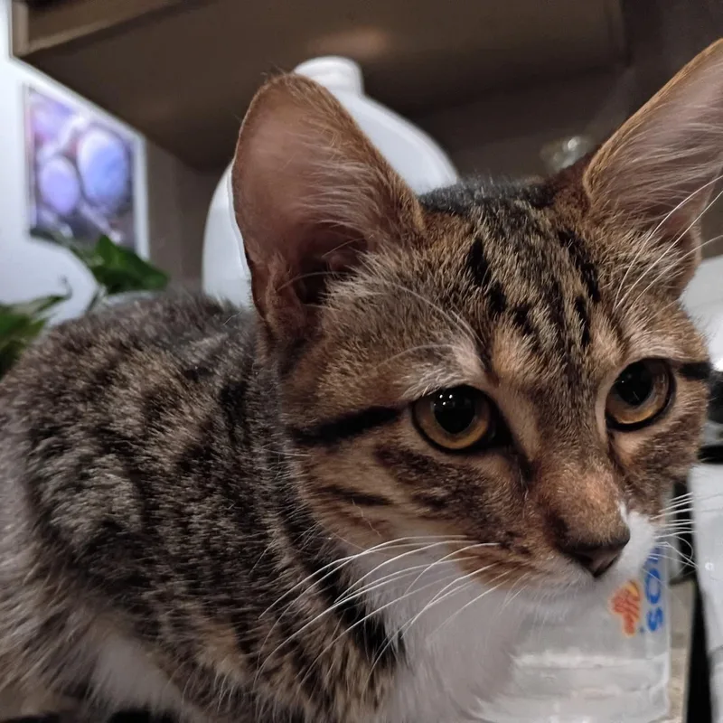 Furgie thumbnail 2