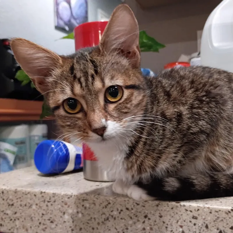 Furgie thumbnail 3