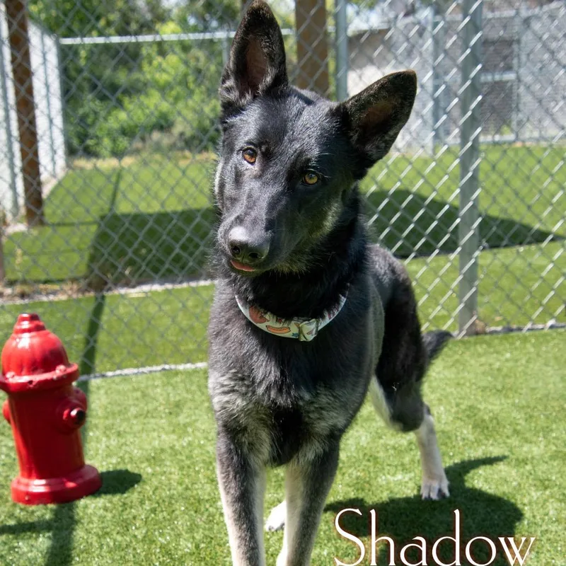 A young medium-sized male Black German Shepherd Dog dog named Shadow for adoption in Parkersburg, WV