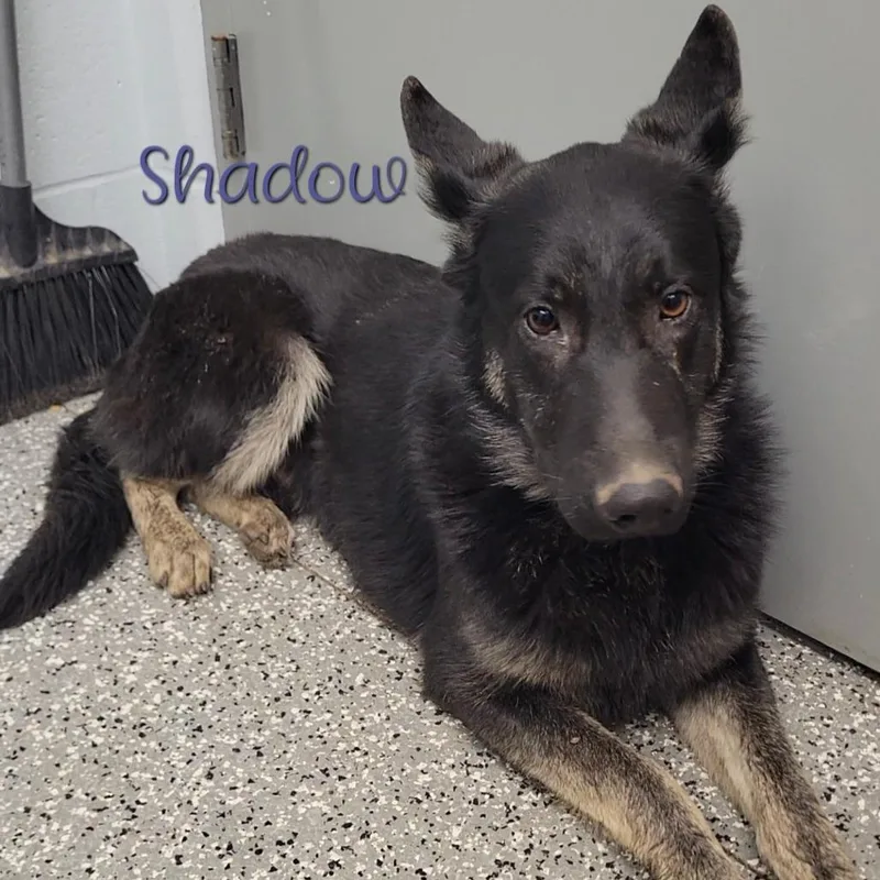 Shadow thumbnail 3