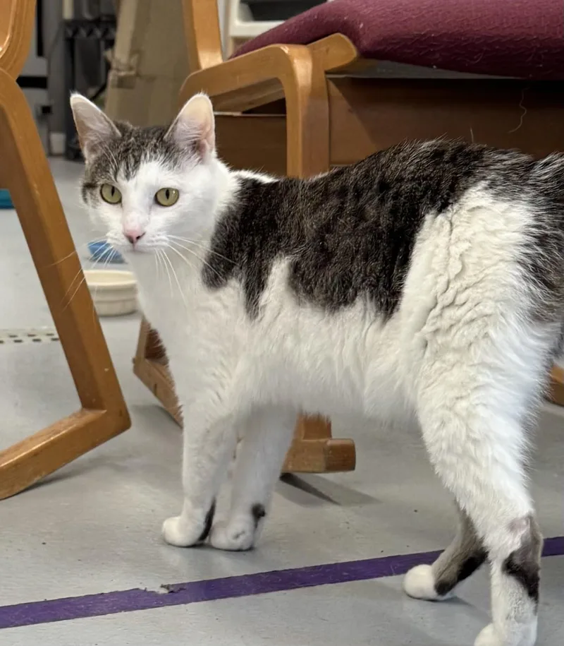 An adult medium-sized female Buff & White Tabby cat named Smoopers for adoption in Morris, MN