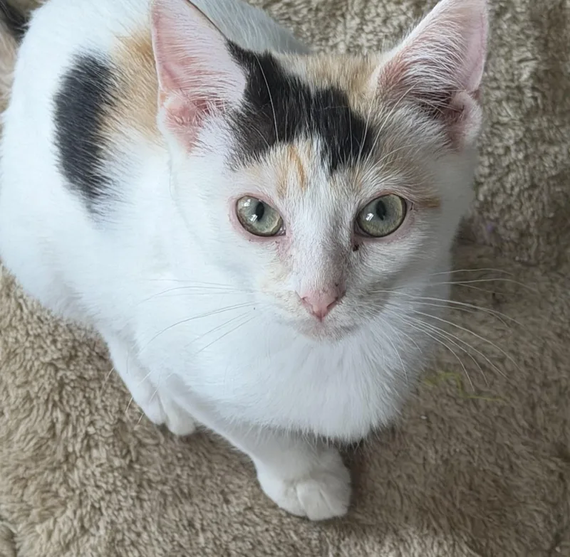 A baby medium-sized female Calico Domestic Short Hair cat named Fizzy for adoption in Kirklin, IN