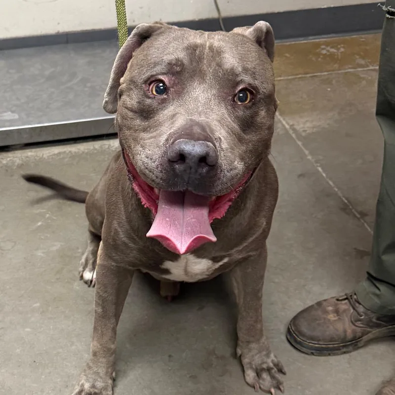 An adult large-sized male Pit Bull Terrier dog named Zero for adoption in Yuma, AZ