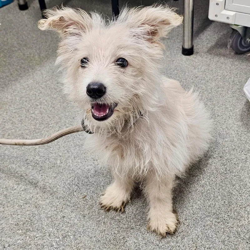 A baby small-sized female White / Cream West Highland White Terrier / Westie dog named Lilly Anne for adoption in Tyrone, GA