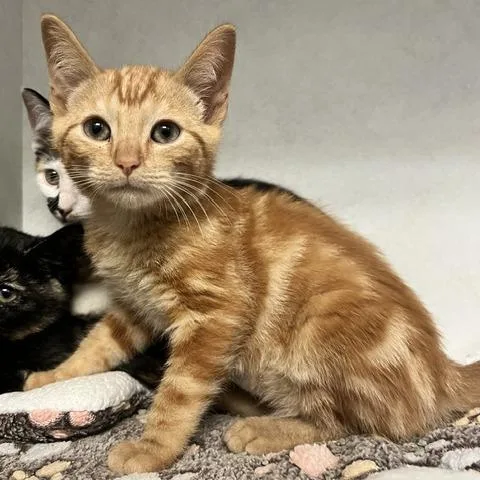 A baby small-sized male Orange / Red Domestic Short Hair cat named Bob for adoption in Dayton, OH