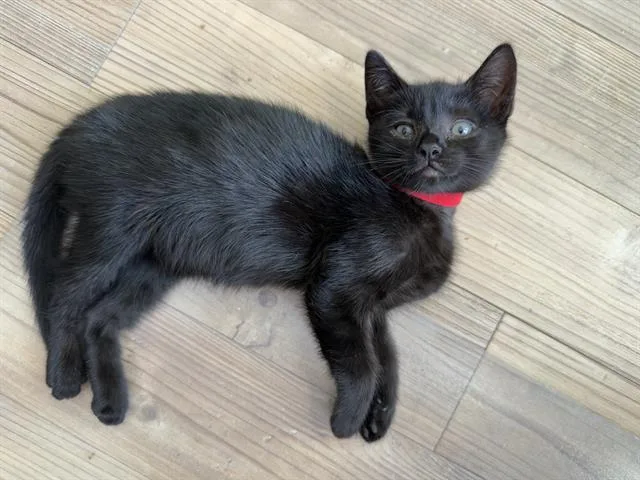 A baby small-sized male Domestic Short Hair cat named Mickey for adoption in Tustin, CA