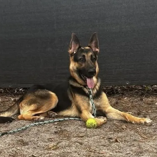 An adult large-sized male Black German Shepherd Dog dog named Dermond for adoption in Columbia, SC