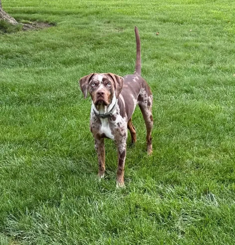 A young large-sized male Merle (Red) Catahoula Leopard Dog dog named Scheyer for adoption in Piney Flats, TN