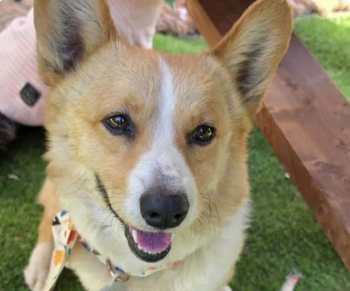 An adult small-sized male Corgi dog named Perry for adoption in San Ramon, CA