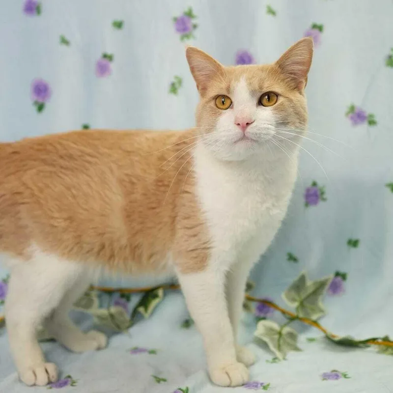 A young small-sized male Domestic Short Hair cat named Carmel Corn for adoption in Wheaton, IL