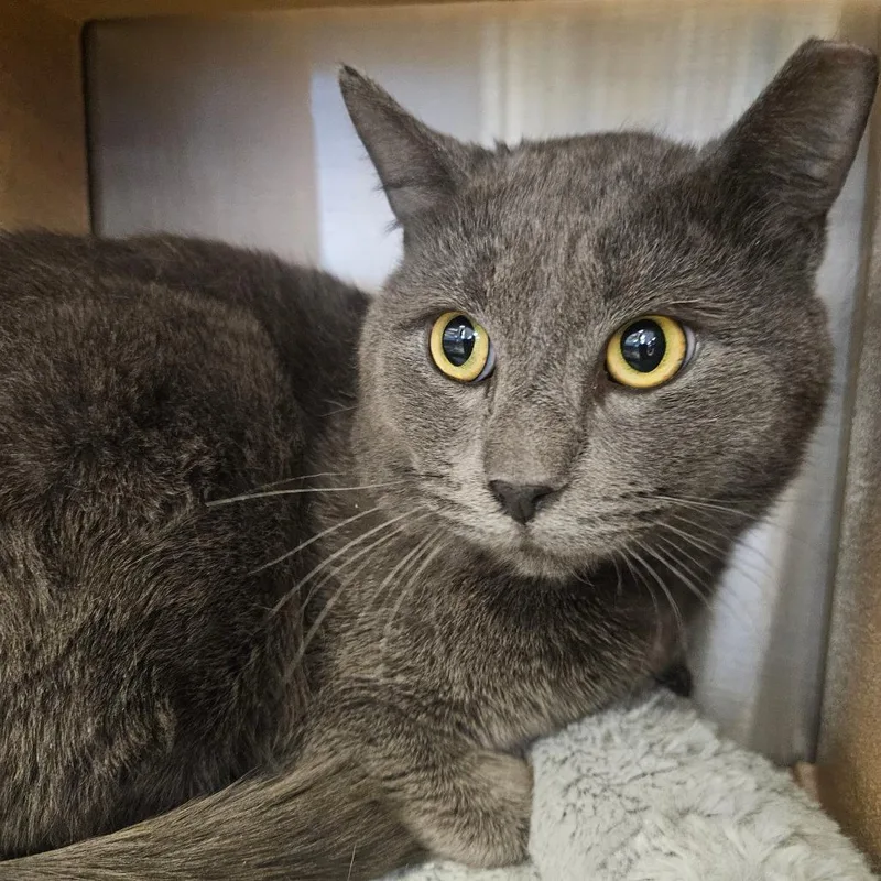 Professor Mittenfoot