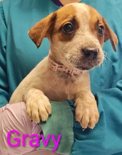 A young large-sized female Cattle Dog dog named Gravy for adoption in Kansas City, MO