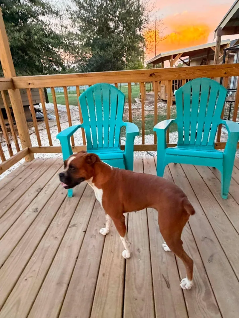 An adult large-sized female Boxer dog named Dolly for adoption in Monticello, NY