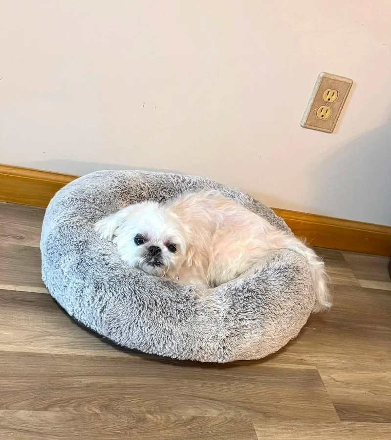 A young medium-sized female Shih Tzu dog named Maggie for adoption in Bloomington, IL