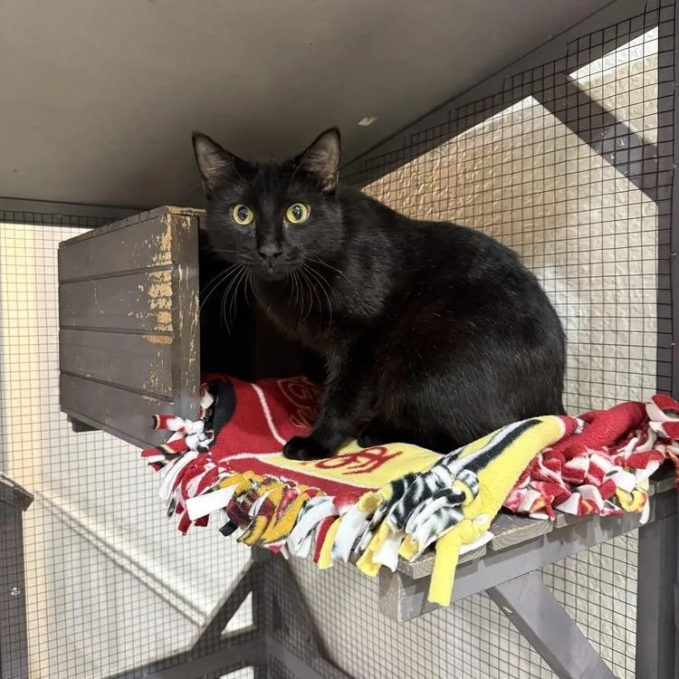 An adult large-sized male Black Domestic Short Hair cat named Roquefort for adoption in Seminole, FL