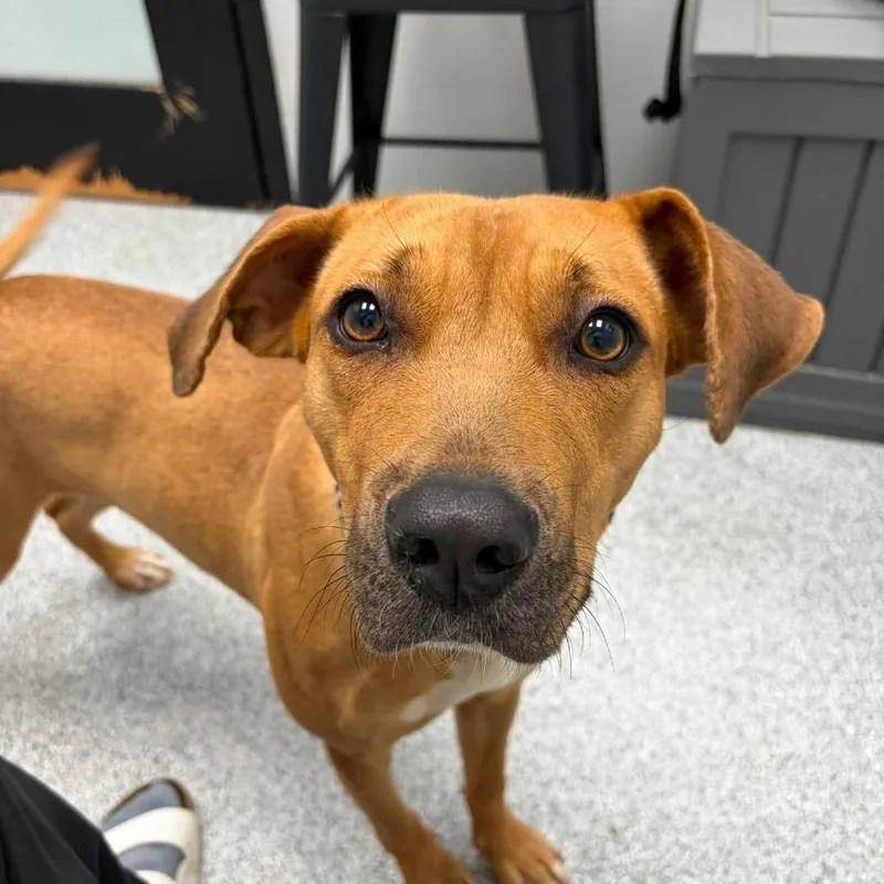 A young medium-sized female Golden Mixed Breed dog named Olivia for adoption in Monticello, IA