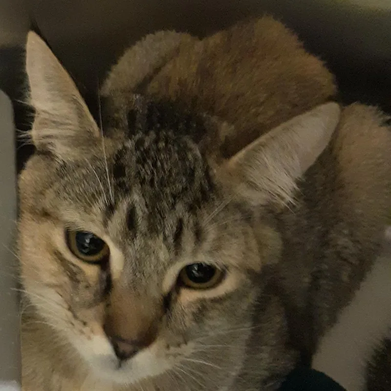 A baby medium-sized female Domestic Short Hair cat named Cheerio for adoption in Spokane, WA