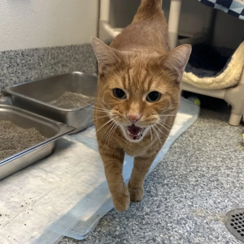 An adult extra large-sized male Tabby (Orange / Red) Domestic Medium Hair cat named Bruce for adoption in Manassas, VA